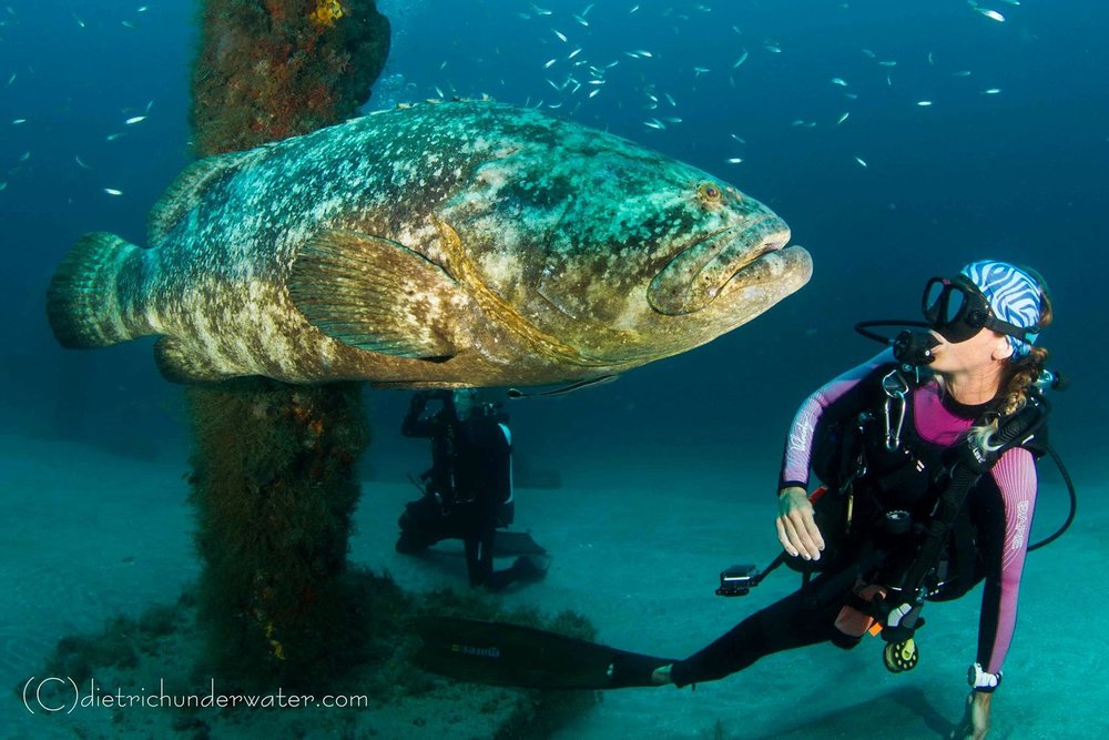 Goliath Grouper Dives With Jupiter Dive Center