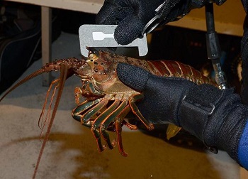 lobster%201.jpg