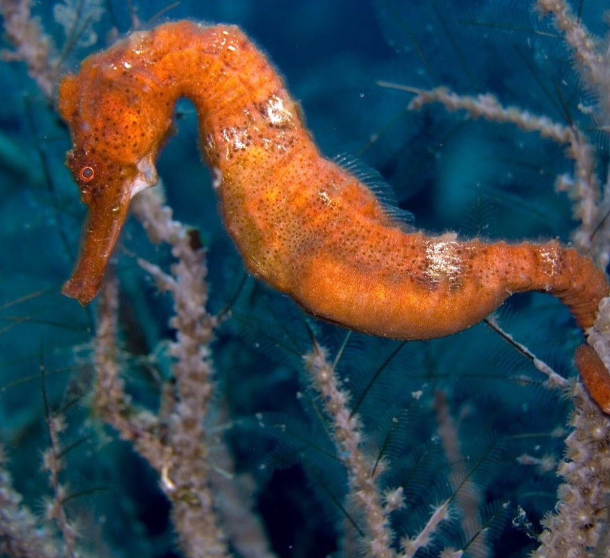 Seahorse Dominica